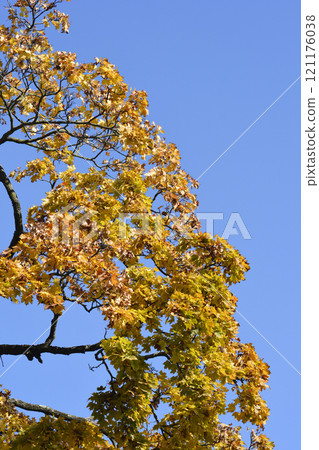 Norway maple 121176038
