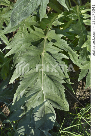Artichoke thistle Artichoke thistle 121176041