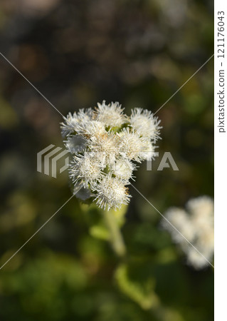 Floss Flower Floss Flower 121176043