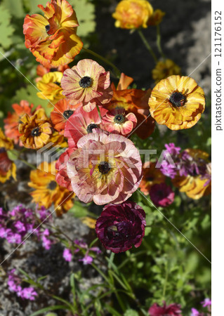 Persian Buttercup 121176152