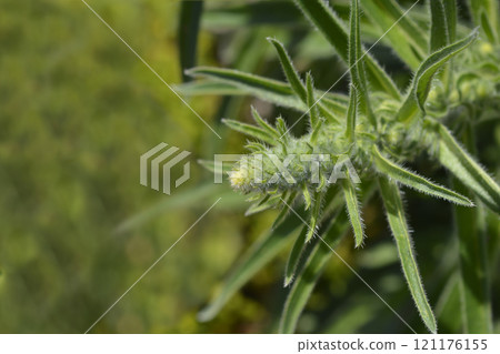 Italian bugloss 121176155