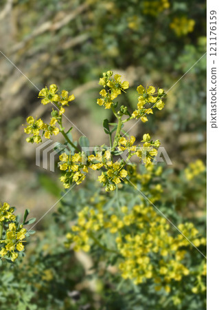 Common rue Common rue 121176159