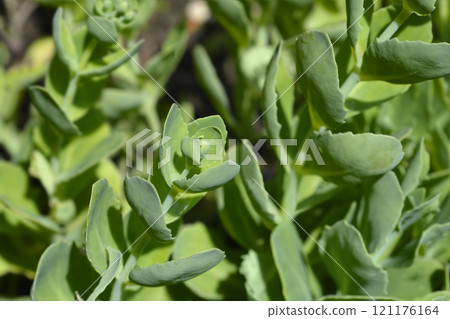 Stonecrop Lisa 121176164