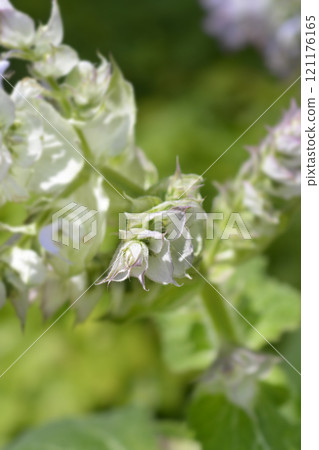 Clary sage Vatican Pink Clary sage Vatican Pink 121176165