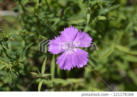 China pink 121176166