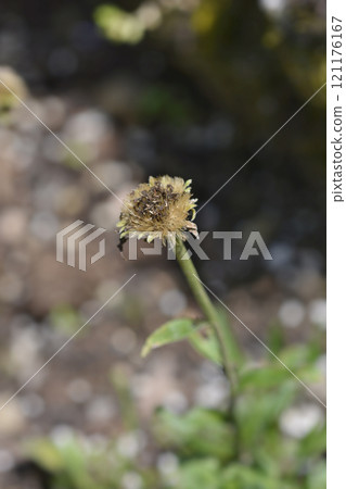 Alpine aster Dark Beauty 121176167
