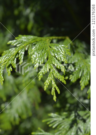 Western Red Cedar Western Red Cedar 121176168