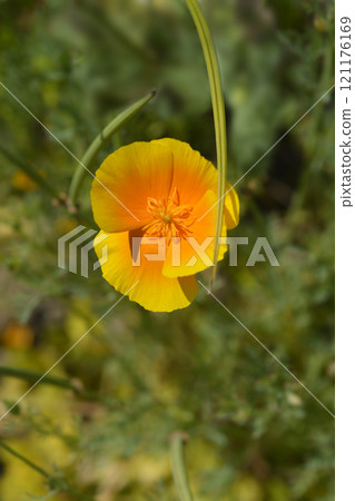 Golden poppy Golden poppy 121176169