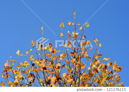 Tulip tree 121176215