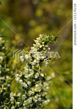 Anchor plant Anchor plant 121176216