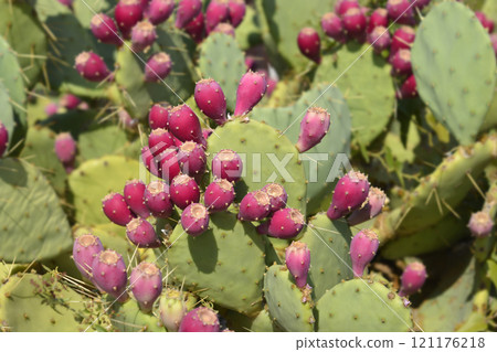 Indian fig opuntia Indian fig opuntia 121176218