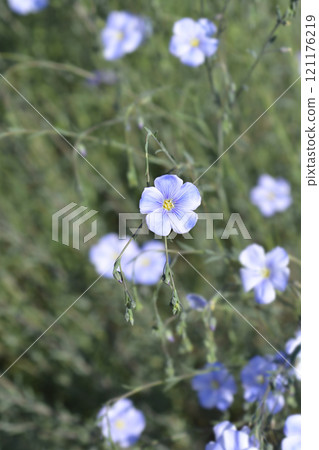 Common flax 121176219