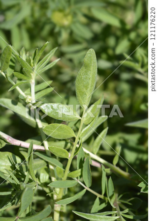 Common kidney vetch 121176220