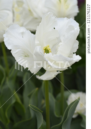 Tulip Super Parrot 121176227