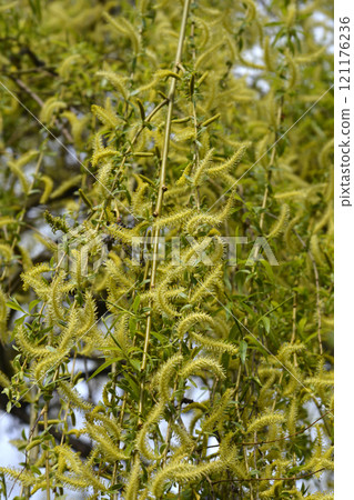 Golden Weeping Willow 121176236