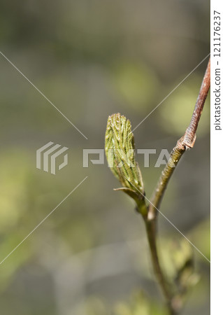 Persian ironwood 121176237