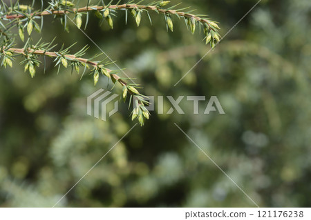 Common juniper 121176238
