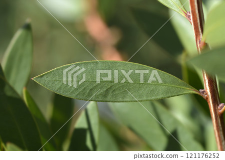 Weeping bottlebrush Inferno Weeping bottlebrush Inferno 121176252