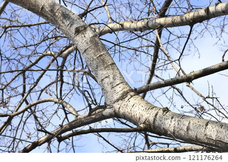 White poplar 121176264
