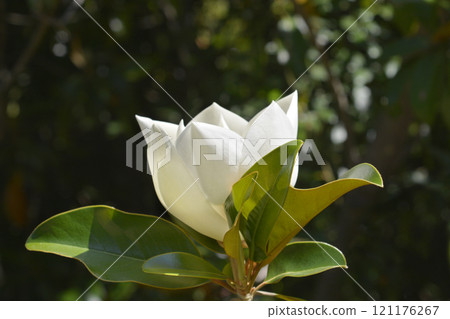 Southern magnolia 121176267