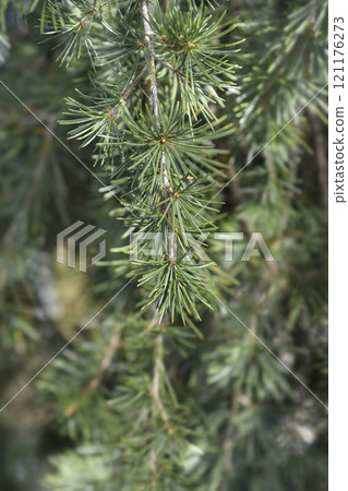 Weeping deodar cedar 121176273