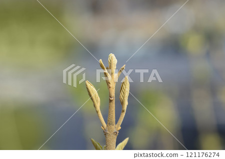 Beautyberry Profusion 121176274