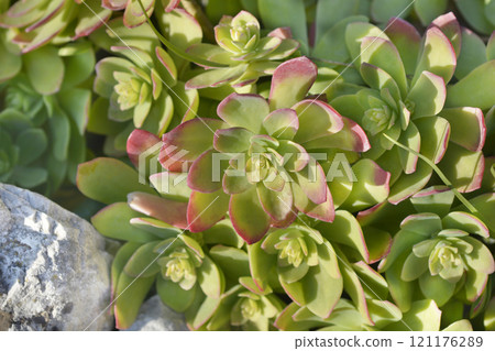 Palmers Sedum 121176289