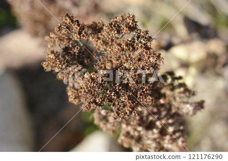 Stonecrop Lisa Stonecrop Lisa 121176290