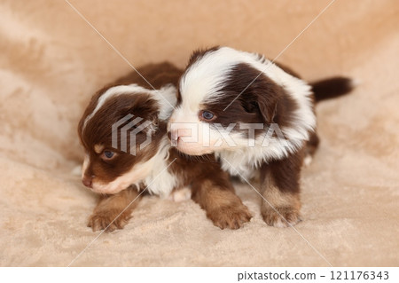 Two puppies are sitting on a blanket, one of which is brown and white Two puppies are sitting on a blanket, one of which is brown and white 121176343