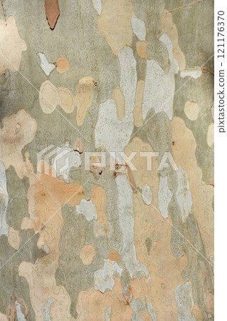 London plane 121176370