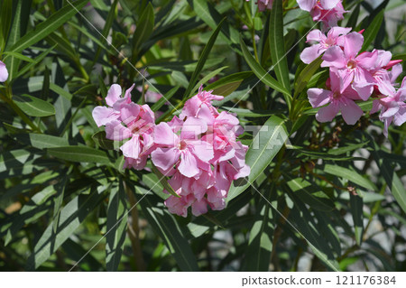 Common oleander 121176384