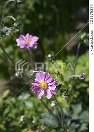Japanese anemone 121176386