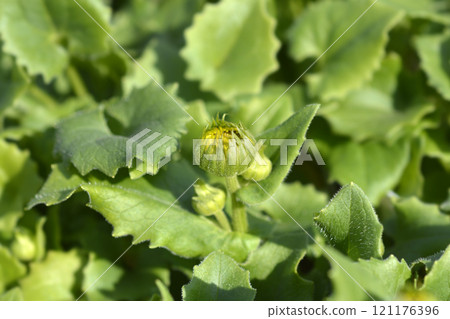 Leopards bane Leonardo Compact 121176396