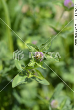Red clover Red clover 121176513