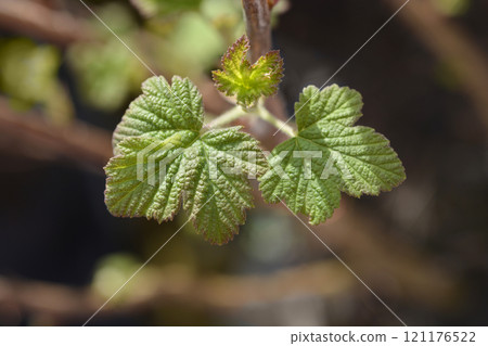 Winter currant King Edward VII 121176522