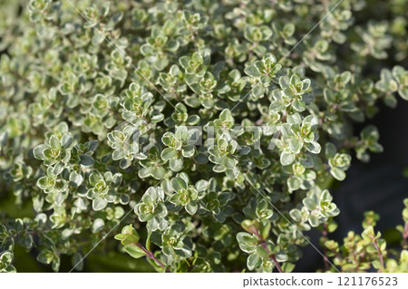 Lemon Thyme Lemon Thyme 121176523