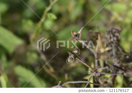Thunbergs geranium Thunbergs geranium 121176527