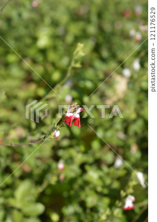 Baby sage Hot Lips Baby sage Hot Lips 121176529