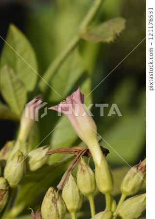 Cultivated tobacco Cultivated tobacco 121176531