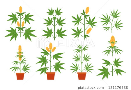 Cartoon cannabis plants. Potted marijuana plant with leaves and buds. Branches of indica and sativa. Cannabis cultivation botanical isolated vector illustrations set 121176588