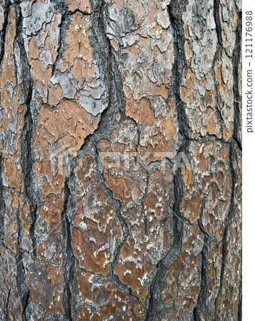 Detailed View of Textured Tree Bark Revealing Nature's Patterns Detailed View of Textured Tree Bark Revealing Nature's Patterns 121176988