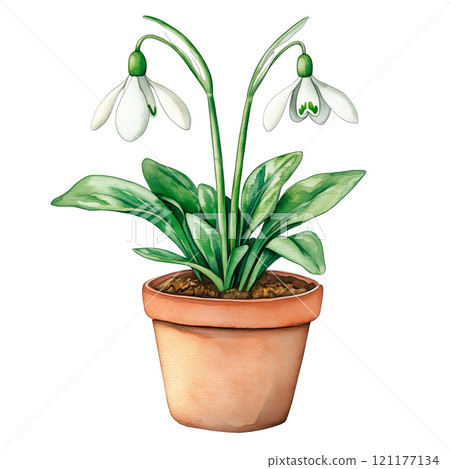 A delicate watercolor illustration of blooming snowdrop flowers in a clay pot. Perfect for spring-themed projects, botanical designs, nature art, and floral home decor ideas. 121177134