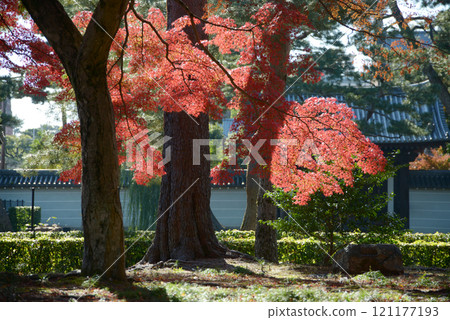 Autumn leaves in the grounds of Shokokuji Temple, Kamigyo Ward, Kyoto City 121177193
