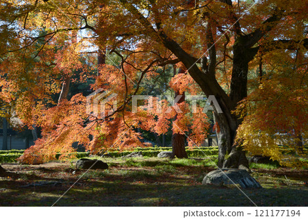 Autumn leaves in the grounds of Shokokuji Temple, Kamigyo Ward, Kyoto City 121177194