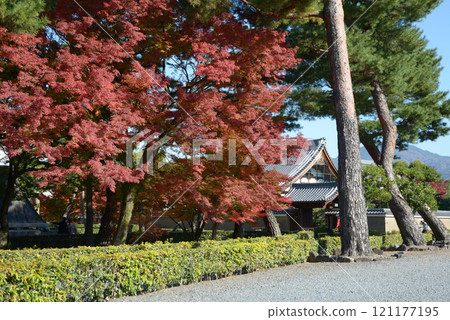 Autumn leaves in the grounds of Shokokuji Temple, Kamigyo Ward, Kyoto City Autumn leaves in the grounds of Shokokuji Temple, Kamigyo Ward, Kyoto City 121177195
