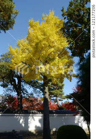 Yellow leaves of ginkgo trees in the grounds of Shokokuji Temple, Kamigyo Ward, Kyoto City 121177206