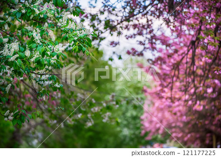 Sakura flowers blooming, spring seasonal Easter background 121177225