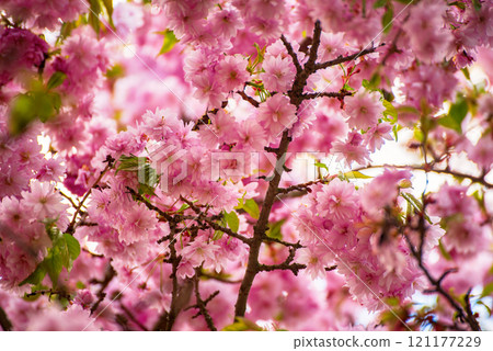 Sakura flowers blooming, spring seasonal Easter background 121177229