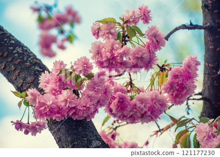 Sakura flowers blooming, spring seasonal Easter background Sakura flowers blooming, spring seasonal Easter background 121177230