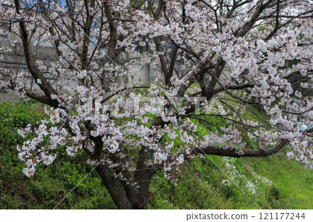 櫻花盛開在綠色的岸邊 121177244